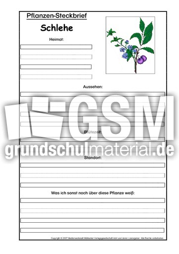 Pflanzensteckbrief-Schlehe.pdf